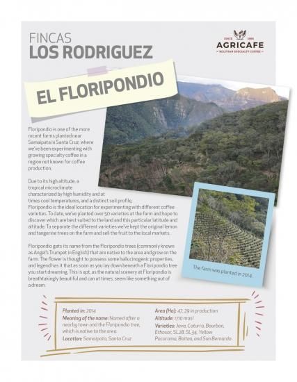 370 Bolivia Floripondio Geisha Natural (中煎り)<br>＜終売＞
