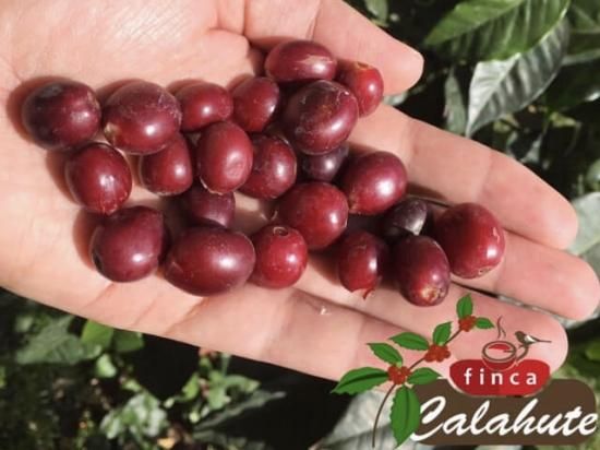 【kasuya selection】<br>079 Guatemala Finca Calahute Anaerobic