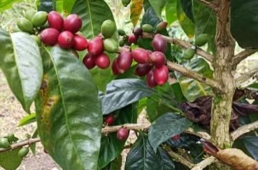 【終売】155 Colombia Huila Java Washed<br>コロンビア ウィラ ジャバ ウォッシュド