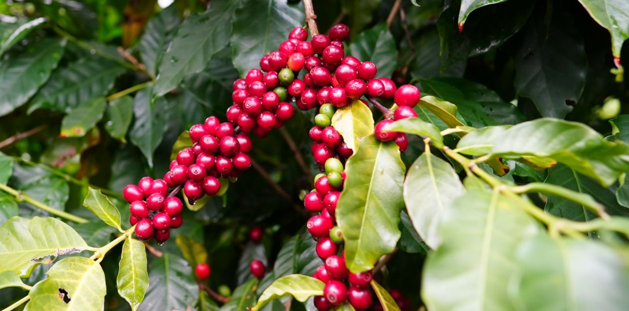 コーヒー豆 – 粕谷哲の自家焙煎スペシャルティコーヒー店 PHILOCOFFEA